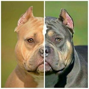 Meet your Posher, Gary